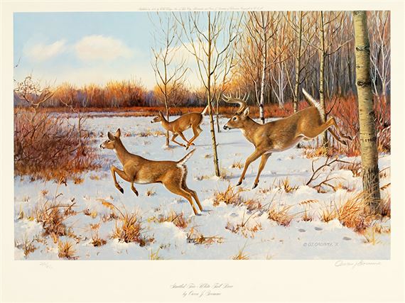 Discover The High Value Of Owen Grommes Wildlife Prints