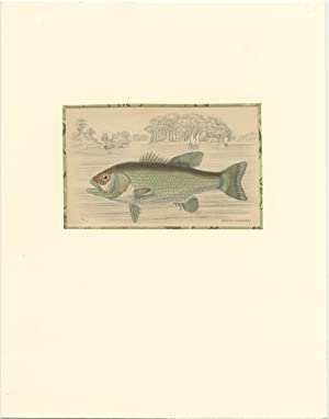 Discover Timeless Charm Vintage Fish Prints For Sale