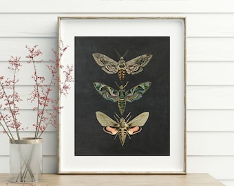 Moth Print Stunning Nature Inspired Wall Art For Home Decor