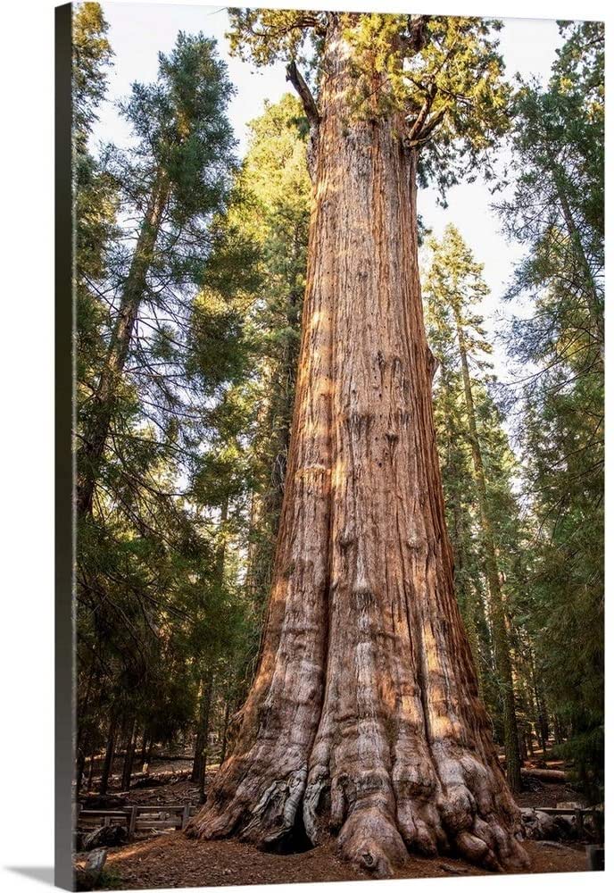 Showcase The Beauty Of Nature With Sequoia Prints