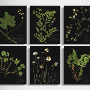 Stunning Black Background Botanical Prints For A Bold Decor Statement