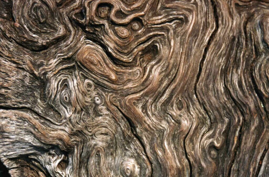 Unleash The Beauty Of Nature With Wood Grain Print Designs 1